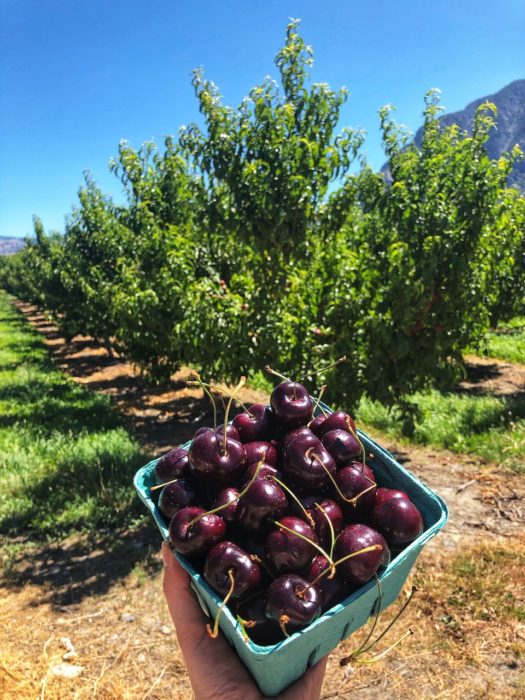 Fresh fruit stands in Keremeos!