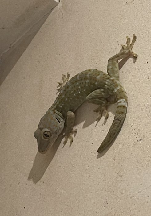Geckos in Bali