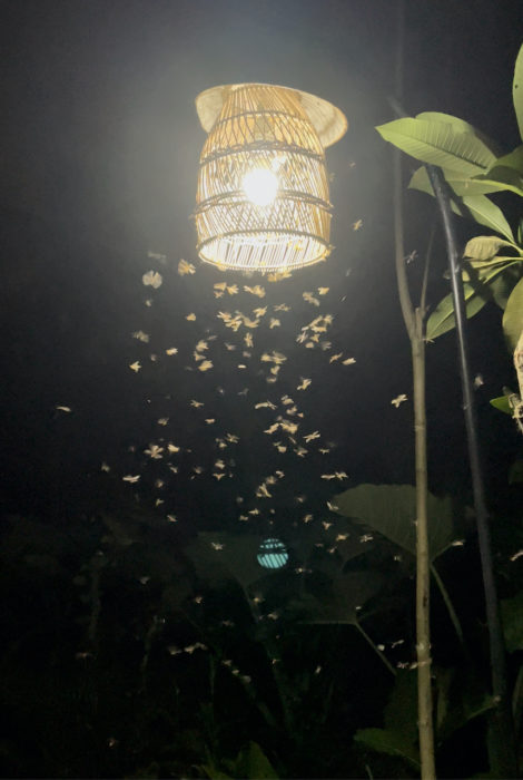 Termite Swarm in Bali
