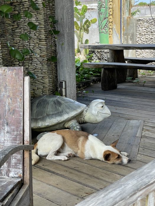 Stray Dogs in Bali